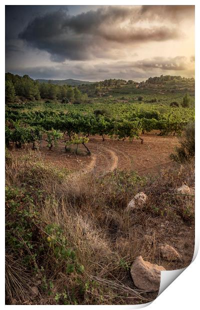 Silent vineyards Print by Juan Manuel Saenz de Santa