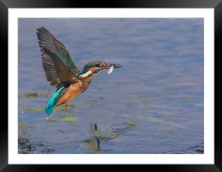 The Kingfisher Framed Mounted Print by Don Davis