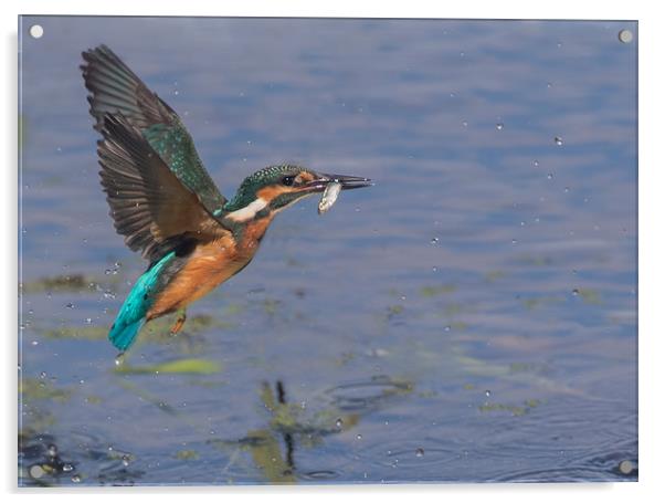 The Kingfisher Acrylic by Don Davis