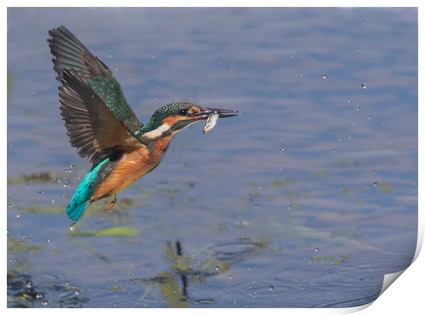 The Kingfisher Print by Don Davis