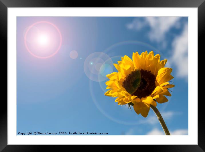 Sunflower  Framed Mounted Print by Shaun Jacobs