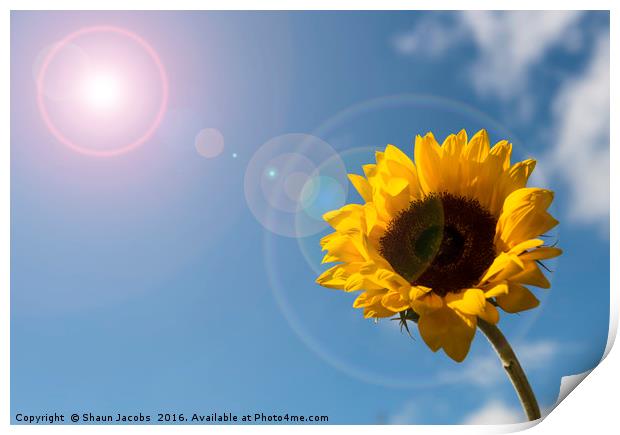 Sunflower  Print by Shaun Jacobs
