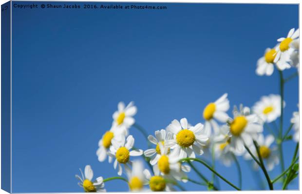 Daisy's  Canvas Print by Shaun Jacobs