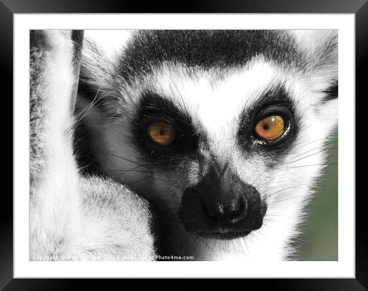 Lemur Framed Mounted Print by Matthew Hark