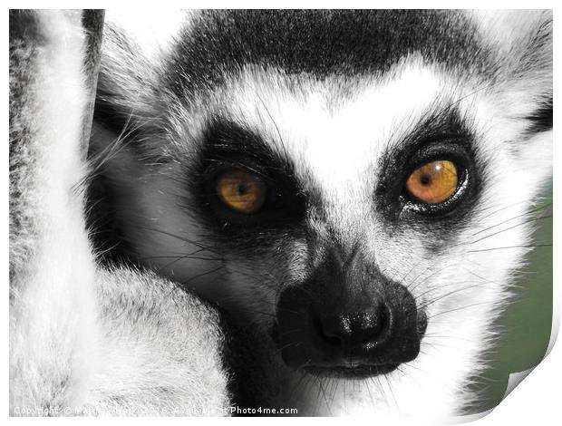Lemur Print by Matthew Hark