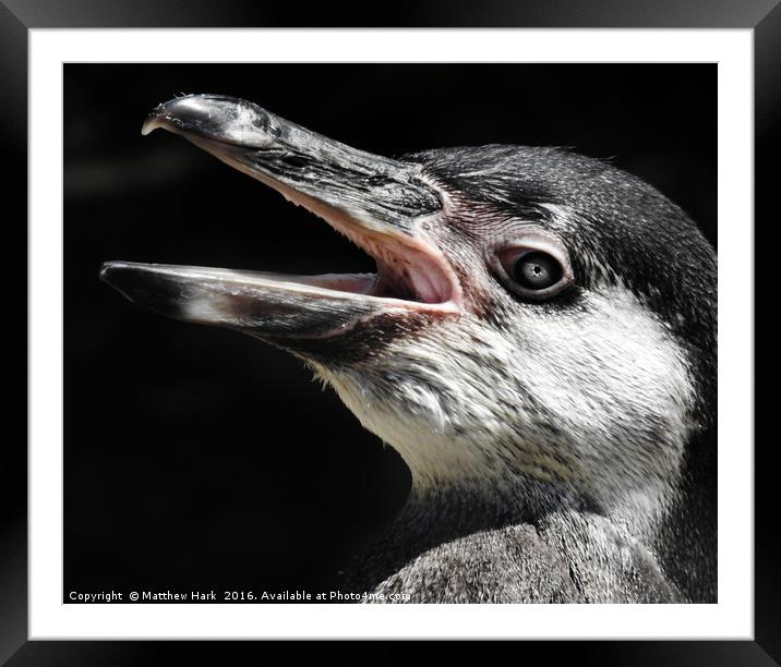 Humboldt Penguin Framed Mounted Print by Matthew Hark