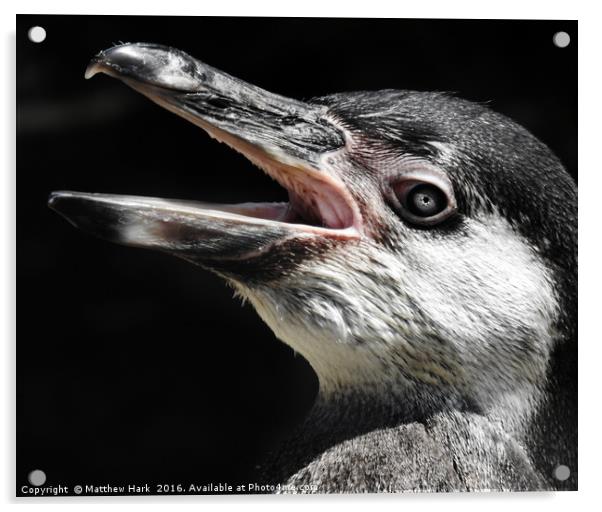 Humboldt Penguin Acrylic by Matthew Hark
