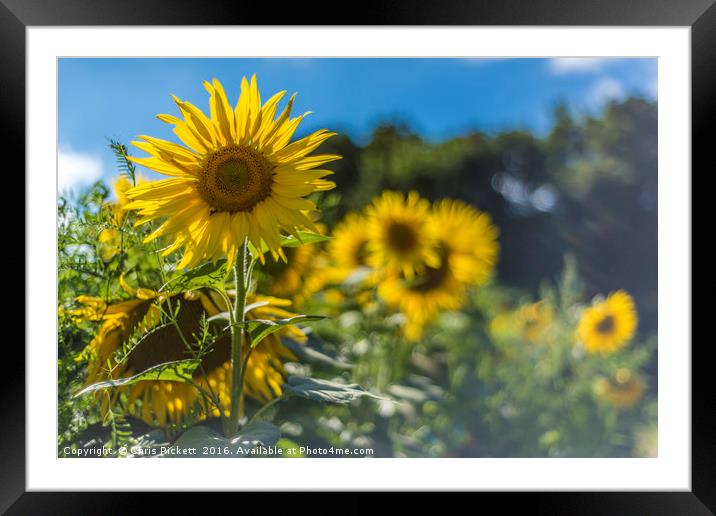 Summer Sunflowers Framed Mounted Print by Chris Pickett
