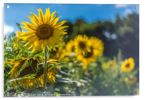 Summer Sunflowers Acrylic by Chris Pickett