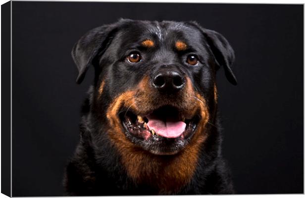 The Rottie Canvas Print by Peter Hearn