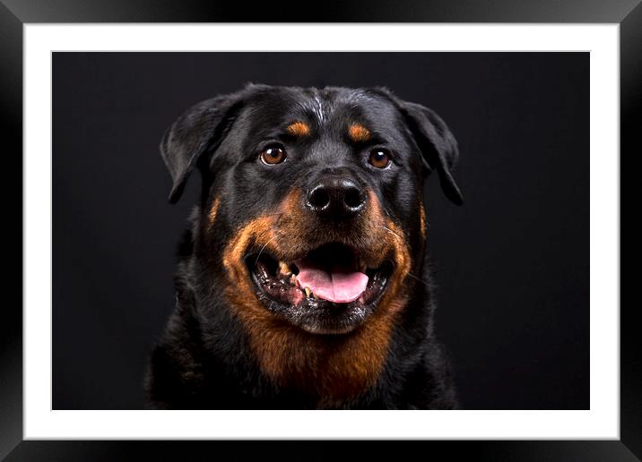 The Rottie Framed Mounted Print by Peter Hearn