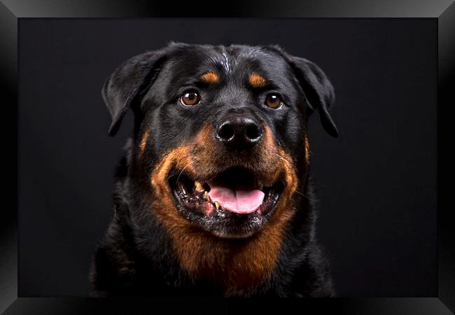 The Rottie Framed Print by Peter Hearn