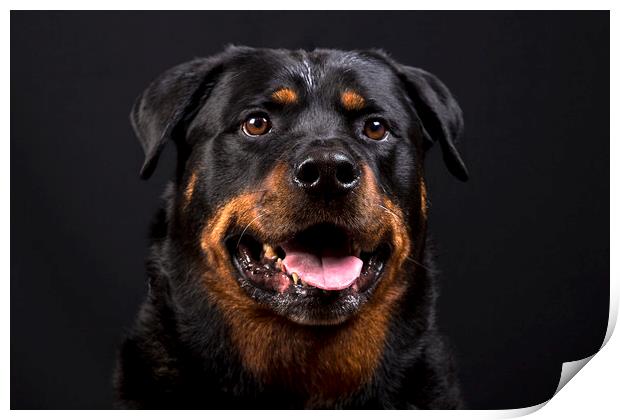 The Rottie Print by Peter Hearn