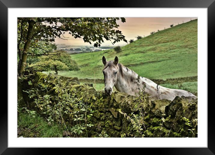 Horse in the countryside Framed Mounted Print by Derrick Fox Lomax