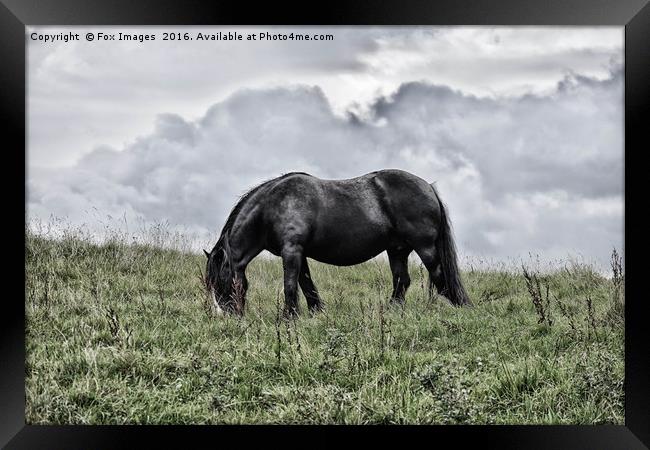 Horse in the countryside Framed Print by Derrick Fox Lomax