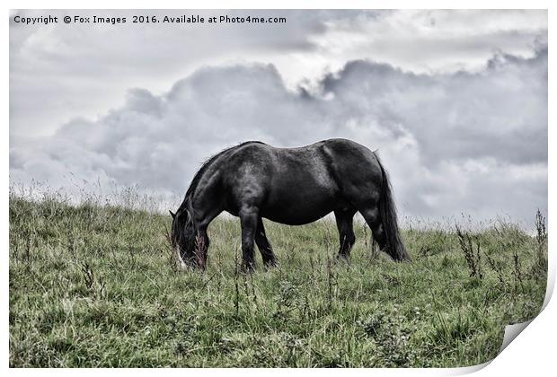 Horse in the countryside Print by Derrick Fox Lomax