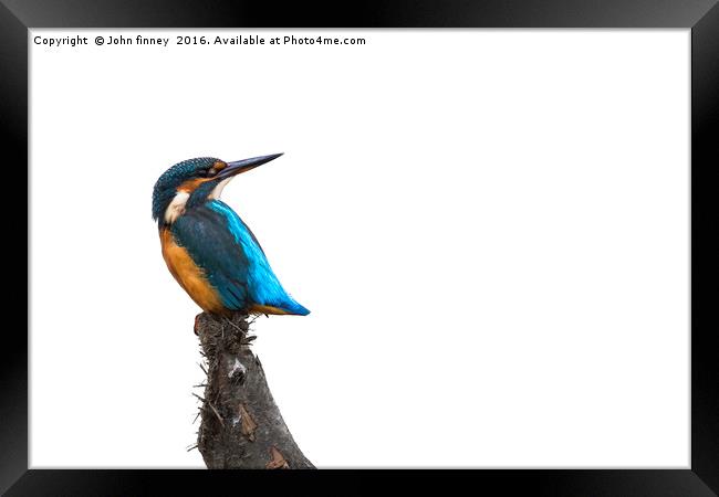 Kingfisher Framed Print by John Finney