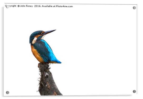 Kingfisher Acrylic by John Finney