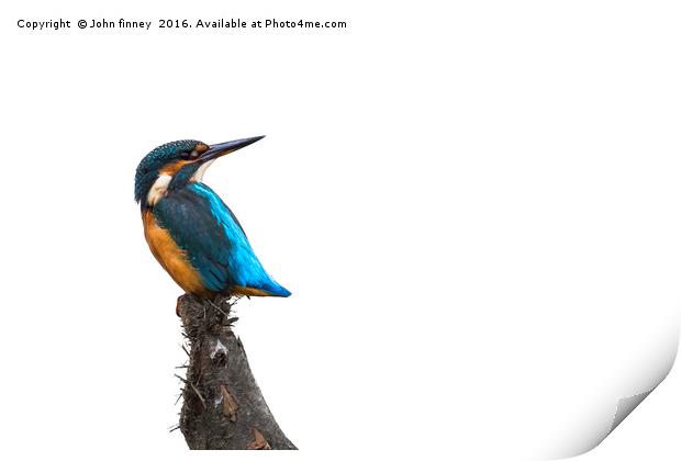 Kingfisher Print by John Finney
