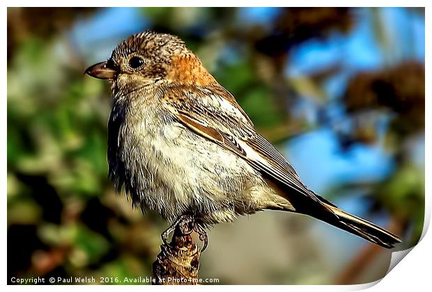 Juvenile Woodchat Shrike Print by Paul Welsh