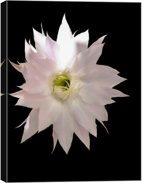Flower of cactus Canvas Print by Igor Krylov