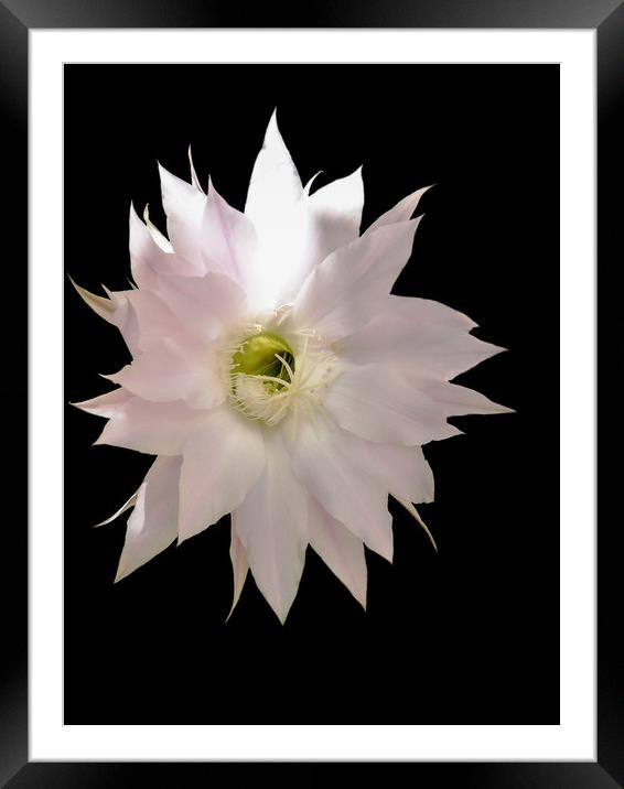 Flower of cactus Framed Mounted Print by Igor Krylov