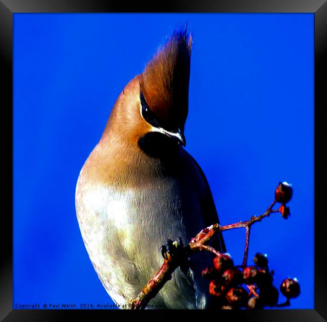 Waxwing In The Winter Sun Framed Print by Paul Welsh