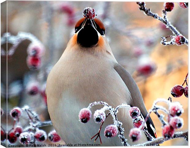 Waxwing Eating Snow Covered Hawthorn Berries Canvas Print by Paul Welsh