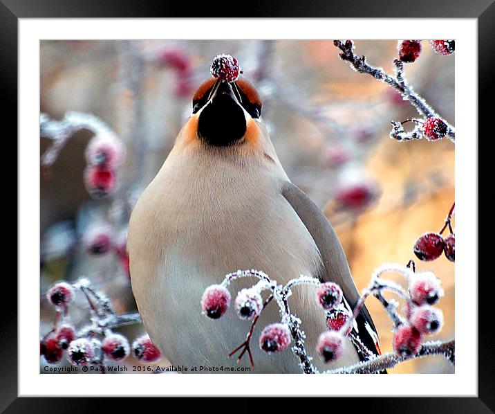Waxwing Eating Snow Covered Hawthorn Berries Framed Mounted Print by Paul Welsh