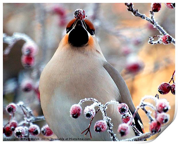 Waxwing Eating Snow Covered Hawthorn Berries Print by Paul Welsh