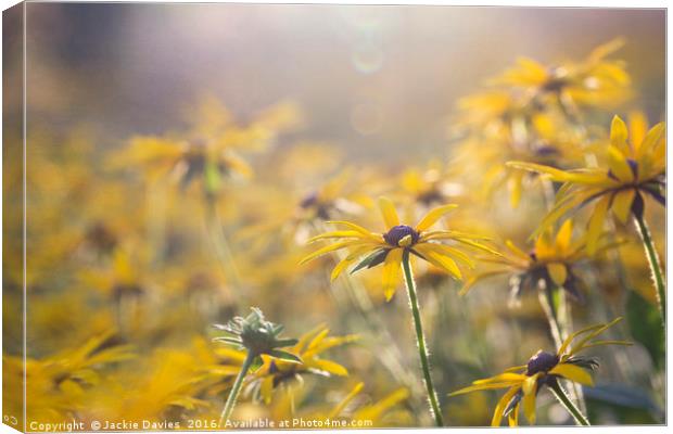 Sunny Coneflower  Canvas Print by Jackie Davies