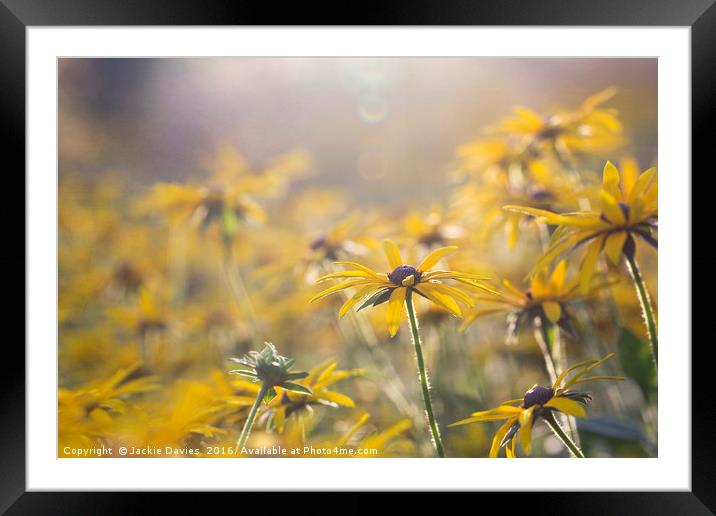 Sunny Coneflower  Framed Mounted Print by Jackie Davies