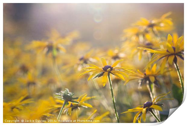 Sunny Coneflower  Print by Jackie Davies