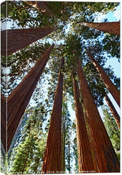 A grove of giant sequoia trees in Sequoia National Canvas Print by Jamie Pham