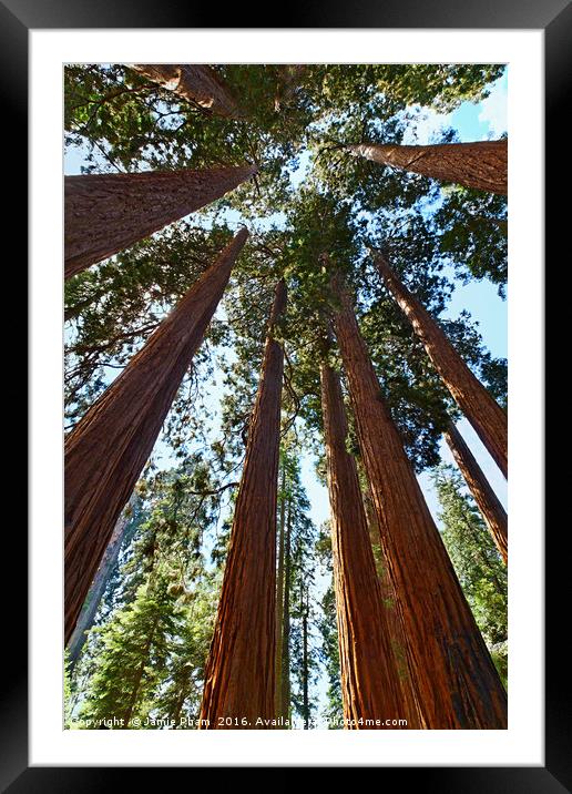 A grove of giant sequoia trees in Sequoia National Framed Mounted Print by Jamie Pham