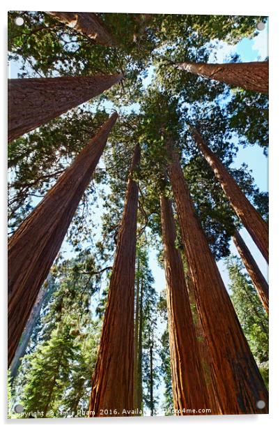 A grove of giant sequoia trees in Sequoia National Acrylic by Jamie Pham
