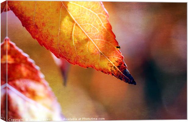 AutumnLeaf Canvas Print by Jackie Davies