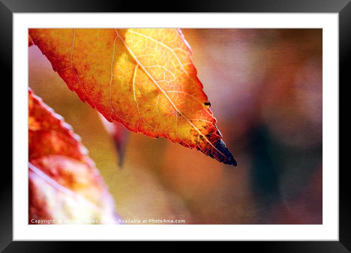 AutumnLeaf Framed Mounted Print by Jackie Davies