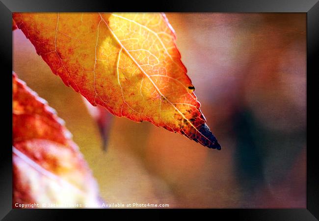 AutumnLeaf Framed Print by Jackie Davies