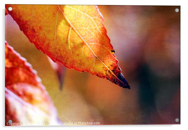 AutumnLeaf Acrylic by Jackie Davies