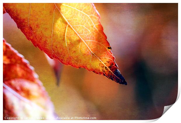 AutumnLeaf Print by Jackie Davies