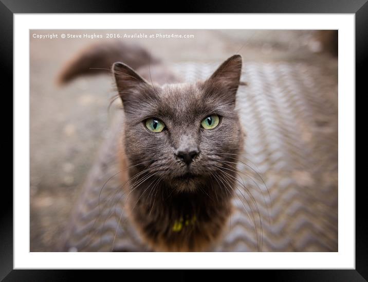 Inquisitive Cat Framed Mounted Print by Steve Hughes