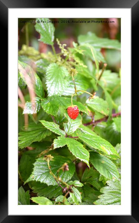 Wild Strawberry Framed Mounted Print by Derrick Fox Lomax