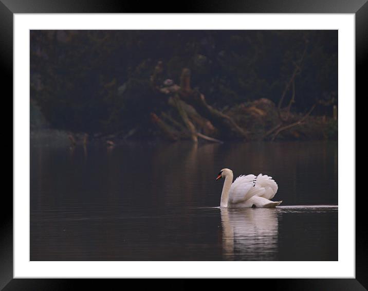 Swan Framed Mounted Print by Victor Burnside