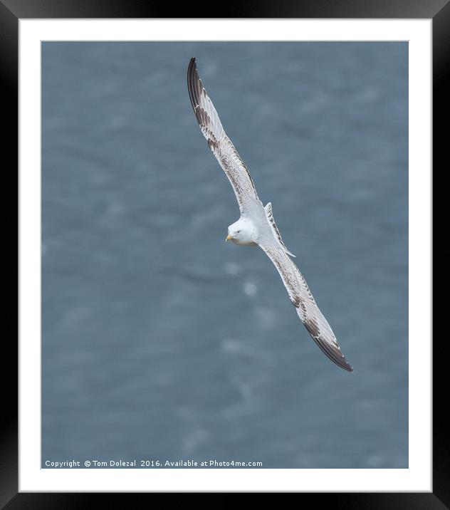 Incoming seagull Framed Mounted Print by Tom Dolezal
