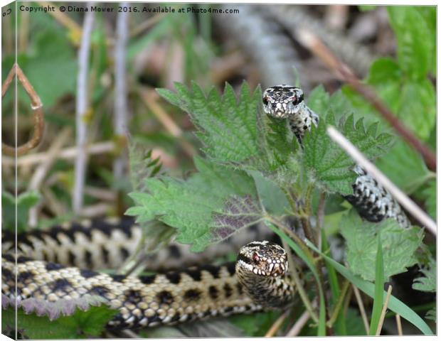 Adders  Canvas Print by Diana Mower