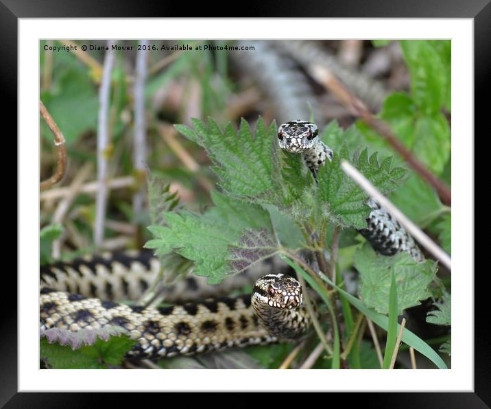 Adders  Framed Mounted Print by Diana Mower