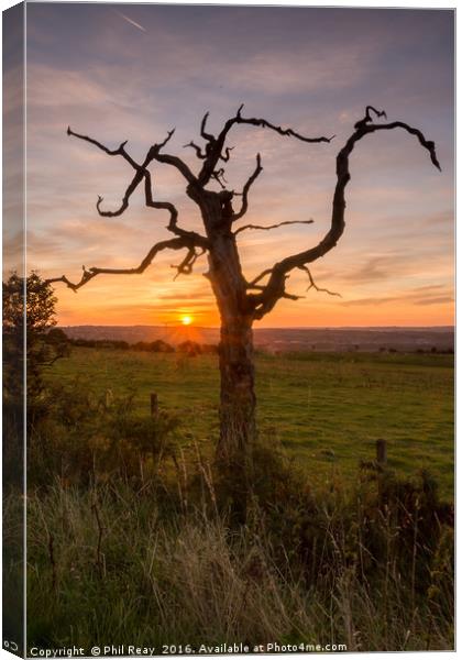 Sunrise at the dead tree Canvas Print by Phil Reay