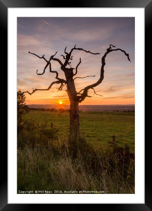 Sunrise at the dead tree Framed Mounted Print by Phil Reay