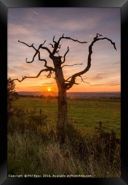Sunrise at the dead tree Framed Print by Phil Reay